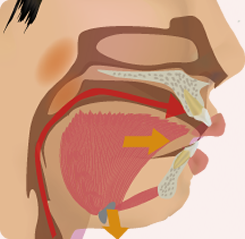 口呼吸の場合　イメージ